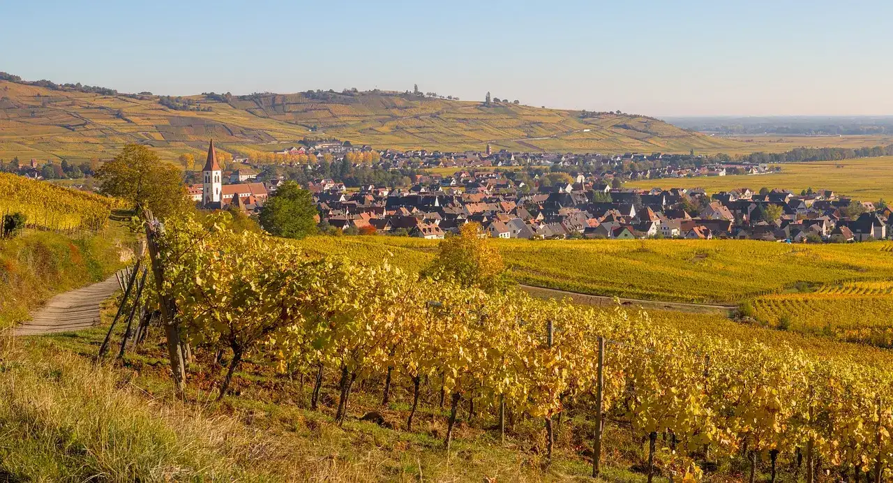 Vue panoramique sur le vignoble alsacien depuis Wettolsheim avec vue sur la Forêt Noire