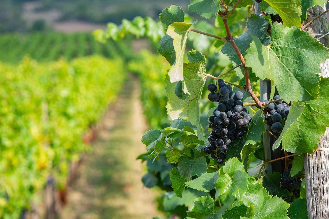 Vignoble alsacien au coucher du soleil sur la Route des Vins